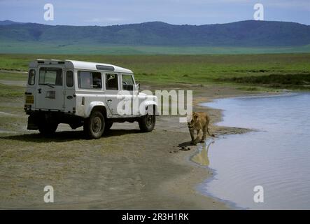 Lion d'Afrique Lion Lion, Lion (Panthera leo), chats prédateurs, prédateurs, mammifères, Animaux, Lion avec véhicule touristique dans le Ngorongoro Banque D'Images