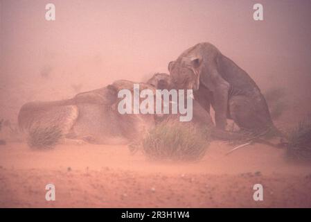 Lion d'Afrique niche Lion niche lions (Panthera leo), lions, gros chats, prédateurs, mammifères, Animaux, groupe Lion dans la tempête de sable, PN de Kalahari Gemsbok Banque D'Images