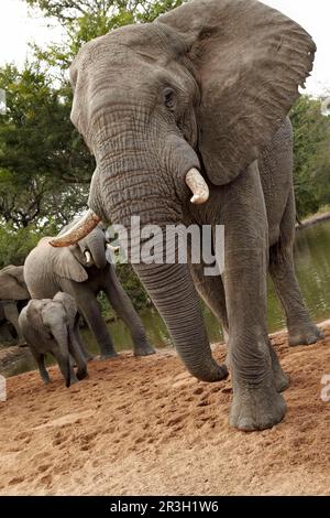Éléphant d'Afrique (Loxodonta africana) Eléphant, éléphants, mammifères, animaux Eléphant adulte mâle, femelle et veau, boire au trou d'eau, Timbavati Banque D'Images