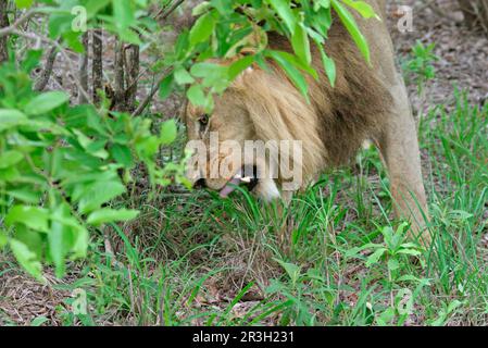 Lion d'Afrique lion Lion lion, lions (Panthera leo), gros chats, prédateurs, mammifères, Animaux, Lion adulte mâle mangeant de l'herbe, Sabi Sands, Afrique du Sud Banque D'Images