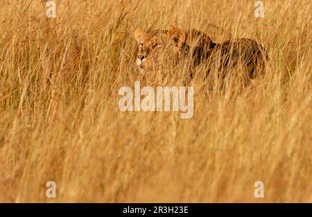 Lion de Lioness africain, lions (Panthera leo), grands chats, prédateurs, mammifères, Animaux, Lioness chassant en herbe, Masai Mara, Kenya, Lioness Banque D'Images