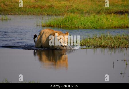 Lion d'Afrique Lion Lion, Lion (Panthera leo), prédateurs, mammifères, animaux, Lion Femme qui passe à travers le marais, Okavango, Botswana, Lioness Banque D'Images