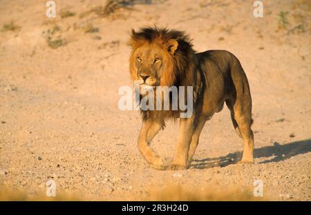 Lion d'Afrique niche Lion lion, lions (Panthera leo), gros chats, prédateurs, mammifères, Animaux, Lion mâle adulte à motif noir, approchant Okondeka Banque D'Images