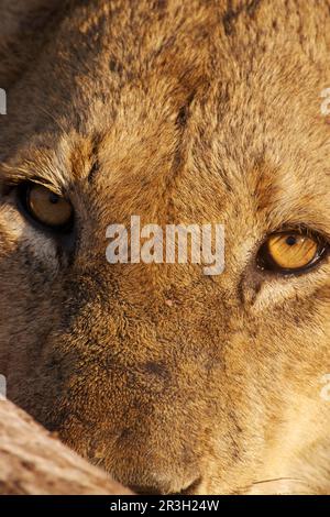 Poissons Lion africains alimentation des lions, gros plan de la tête, Kruger N. P. Afrique du Sud, lions (Panthera leo), prédateurs, mammifères, animaux Banque D'Images