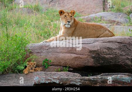 Lion de poissons africains lion de lionnes, lions (Panthera leo), gros chats, prédateurs, mammifères, Animaux, Lion adulte femelle avec deux petits parmi les rochers, Masaii Banque D'Images