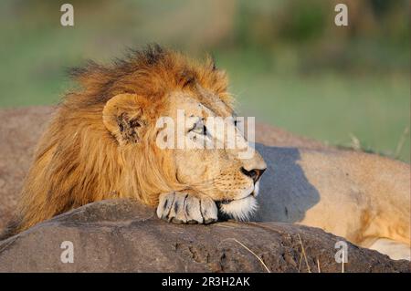 Poissons-lions d'Afrique Lion, lions (Panthera leo), gros chats, prédateurs, mammifères, Animaux, Lion adulte mâle, reposant avec le menton sur la patte, Masai Mara, Kenya Banque D'Images