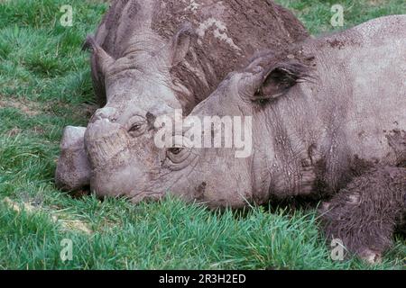 Les rhinocéros de Sumatran (Dicerorhinus sumatrensis), les rhinocéros de sumatran, les ongulés, les rhinocéros, les rhinocéros, Mammifères, animaux, ongulés à bout d'odeur Banque D'Images