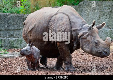 Rhinocéros indien (Rhinoceros unicornis) adulte femelle avec veau nouveau-né, zoo de Bâle, rhinocéros, mammifères, animaux, ongulés, mammifères, mammifères Banque D'Images