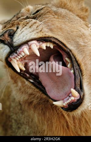 Lion d'Afrique Lion, lions, prédateurs, mammifères, animaux, Lion sud-africain transvaal (Panthera leo krugeri) immature mâle, gros plan de la tête Banque D'Images