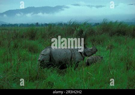 Rhinocéros (rhinocéros unicornis), ongulés, rhinocéros, rhinocéros, mammifères, Animaux, ongulés à bout impair, Rhinoceros, gros plan indien à cornes uniques Banque D'Images