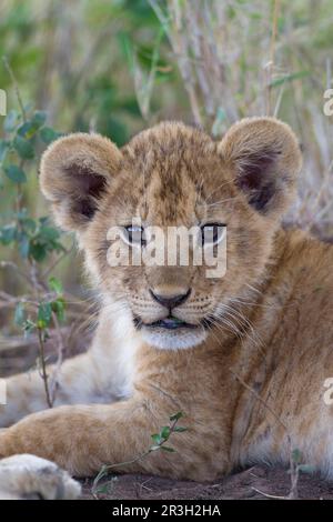 Lion d'Afrique Lion, lions, prédateurs, mammifères, animaux, Masai massai lion (Panthera leo nubica) cub, avec feuille dans la bouche, gros plan de la tête, Serengeti Banque D'Images