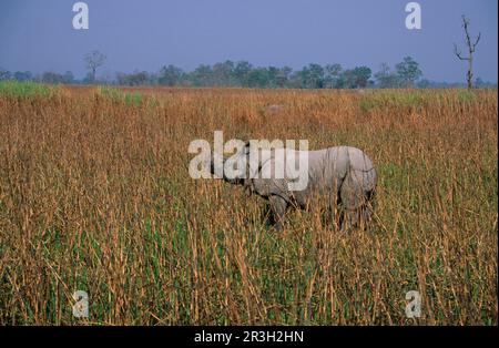 Rhinocéros blindés (Rhinoceros unicornis), ongulés, rhinocéros, rhinocéros, mammifères, Animaux, ongulés à bout impair, rhinocéros-indiens à cornes uniques Banque D'Images