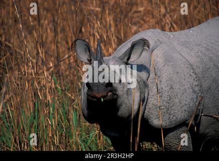 Rhinocéros blindés, ongulés, rhinocéros, rhinocéros, mammifères, Animaux, ongulés à bout impair, rhinocéros indiens à une cornelle (Rhinoceros unicornis) Banque D'Images
