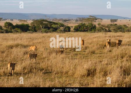 Lion d'Afrique Lion, lions, prédateurs, mammifères, animaux, Masai massai lion (Panthera leo nubica) adultes femelles et petits, fierté de marcher dans la savane Banque D'Images