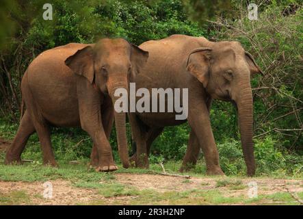 Eléphant asiatique (Elepha maximus) deux adultes, marchant dans la forêt, Yala N. P. Sri Lanka Banque D'Images