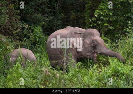 Éléphant nain de Bornean, éléphant de Bornean, éléphants nains de Bornean, éléphants pygmées de borneo (Elepha maxima borneensis), éléphants, mammifères, animaux Banque D'Images