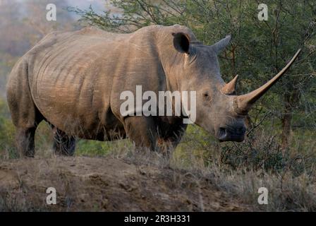 Rhinocéros blancs (Ceratotherium simum) adulte, avec corne exceptionnellement longue, Hluhluwe-Umfolozi N. P. Cap oriental (Transkei), Afrique du Sud Banque D'Images