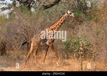 Giraffe de Thornicroft (Giraffa camelopardalis thornicrofti) adulte, marche, Sud Luangwa N. P. Zambie Banque D'Images