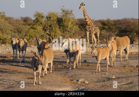 Tragelaphus oryx, eland, antilope de la région, antilopes de la région, antilopes de la région, ongulés, ongulés à bout égal, mammifères, animaux Banque D'Images