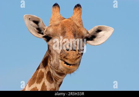 Girafe (Giraffa camelopardalis) adulte femelle, gros plan de la tête, dents exposées, Etosha N. P. Namibie Banque D'Images