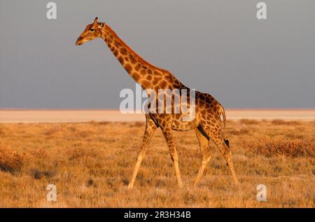 Girafe (Giraffa camelopardalis) adulte marchant près de saltpas, Etosha N. P. Namibie Banque D'Images