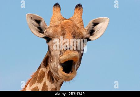 Girafe (Giraffa camelopardalis) adulte femelle, gros plan de la tête, bouche ouverte, Etosha N. P. Namibie Banque D'Images