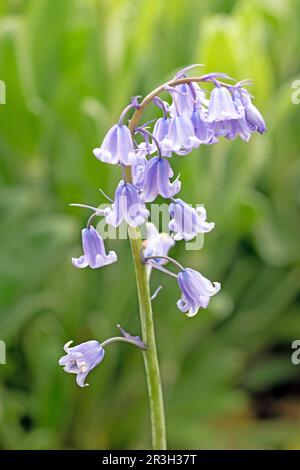 Image sélective des fleurs de la cloche bleue espagnole, jacinthoides hispanica. Gros plan macro des fleurs au printemps Banque D'Images