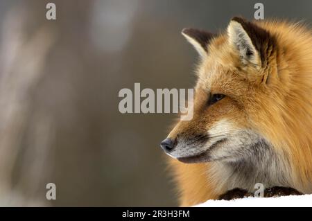 American Red Fox (Vulpes vulpes fulva) adulte, gros plan, pose dans la neige, Montana (U.) S. A. Banque D'Images