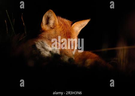 Renard roux, renard roux, renard, renard, canines, Prédateurs, mammifères, animaux, renard rouge européen (Vulpes vulpes) adulte, dormant dans une zone de lumière du soleil à l'aube Banque D'Images