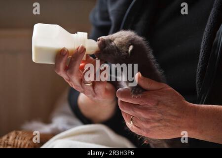 Renard roux, renard roux, renard, renard, canines, Prédateurs, mammifères, animaux, renard rouge européen (Vulpes vulpes), un cub d'une semaine, nourri au biberon, à Banque D'Images