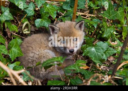 Renard roux, renard roux, renard, renard, canines, Prédateurs, mammifères, animaux, cub européen de renard roux (Vulpes vulpes), au soleil à l'extérieur Banque D'Images