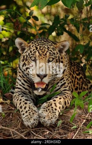 Jaguar (Panthera onca) adulte, homme, repos, Porto Jofre, Mato Grosso, Brésil Banque D'Images