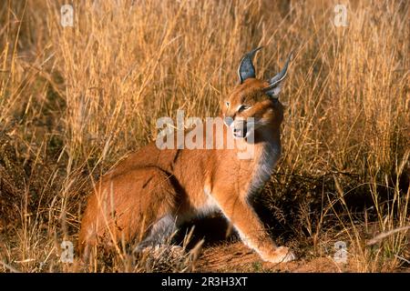 Caracal (Caracal Caracal), Desert Lynx, Caracal, chats prédateurs, prédateurs, Mammifères, animaux, Caracal (Felis caracal) Namibie Banque D'Images