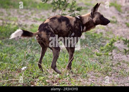 Chien sauvage africain (Lycaon pictus), espèces canines, prédateurs, mammifères, animaux, Territoire de marquage de chien de chasse femelle Banque D'Images