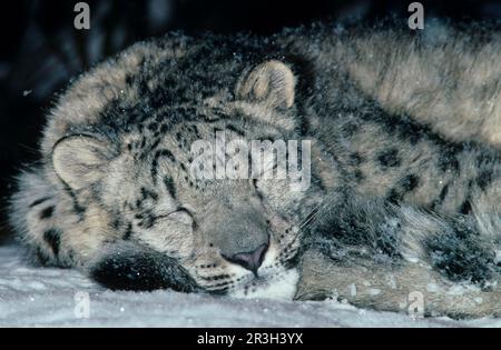 Léopard des neiges (Panthera uncia) tête d'une jeune femme de dix mois en sommeil, montagnes de l'Asie centrale Banque D'Images