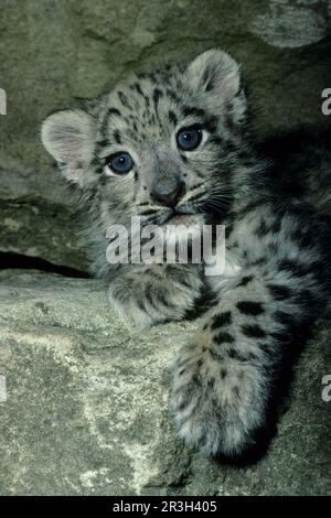 Léopard des neiges (Panthera uncia) gros plan de la tête des petits et des membres antérieurs sur un rocher, des montagnes de l'Asie centrale Banque D'Images