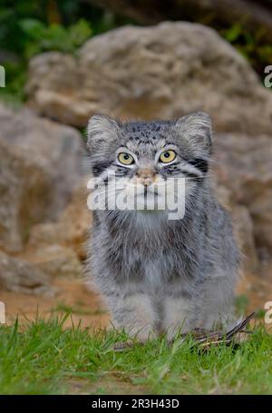 Chat de Pallas (Felis manul) adulte assis chat, manteau d'été Banque D'Images