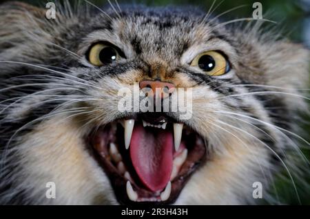 Pallas's Cat (Felis manul) adulte grognement, gros plan de la tête Banque D'Images