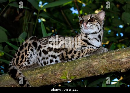 Chat à longue queue, Margay, Bergozelot, Baumozelot, margaies (Felis wiedii) Margays, Bergozelots, Baumozelots, chats prédateurs, prédateurs, Mammifères Banque D'Images