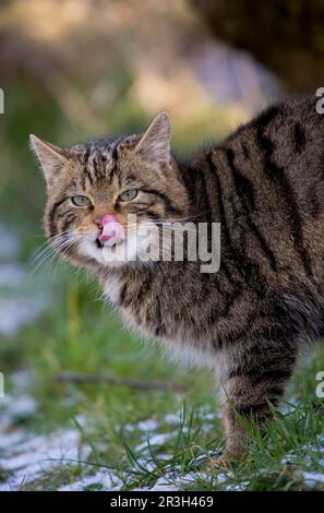 Chat sauvage européen (Felis silvestris grampia) Scottish race, adulte, debout dans la neige pendant la chute de neige la nuit, Cairngorms N. P. Highlands, Écosse Banque D'Images