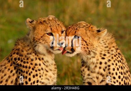 Cheetah (Acinonyx jubatus) petits qui se léchant, Masai Mara, Kenya Banque D'Images