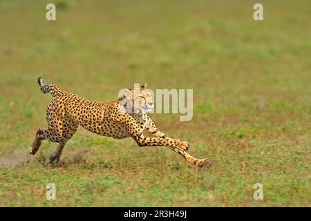 Cheetah (Acinonyx jubatus) adulte, femelle, courant, proie galopante, Serengeti N. P. Tanzanie Banque D'Images