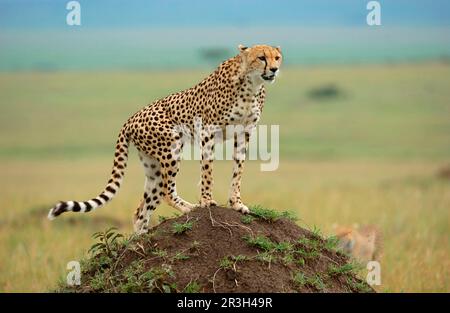 Cheetah (Acinonyx jubatus) debout sur le termite, Masai Mara, Kenya Banque D'Images