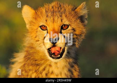 Cheetah (Acinonyx jubatus) jeune, bâillonne, gros plan de la tête, Serengeti N. P. Tanzanie Banque D'Images