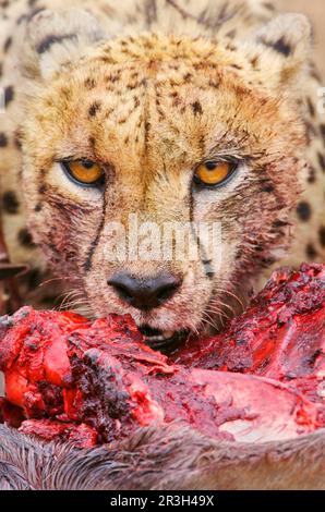 Cheetah (Acinonyx jubatus) gros plan de l'adulte, nourrissant, Kruger N. P. Afrique du Sud, sang, sanglant, coloré par le sang Banque D'Images