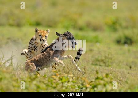 Cheetah (Acinonyx jubatus) adulte femelle, chasse, chasse au flétrissement à queue blanche (Connochaetus taurinus) veau, Serengeti N. P. Tanzanie Banque D'Images