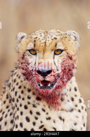 Cheetah (Acinonyx jubatus) adulte, gros plan de la tête, bouche recouverte de sang, Kruger N. P. Afrique du Sud, sang, sanglant, coloré par le sang Banque D'Images