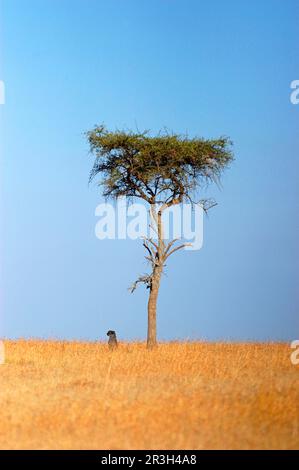 Cheetah (Acinonyx jubatus) solitaire, assis sous un arbre, Masai Mara, Kenya Banque D'Images