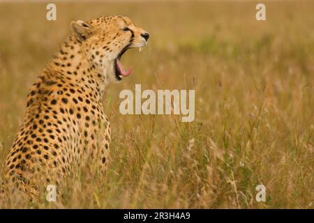 Cheetah (Acinonyx jubatus) adulte, bâillonne, assis dans l'herbe, Masai Mara, Réserve nationale, Kenya Banque D'Images