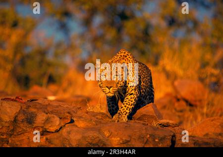 Léopards de niche de léopard africain (Panthera pardus), prédateurs, mammifères, animaux, léopard Okonjima (S), HK008694, Namibie Banque D'Images